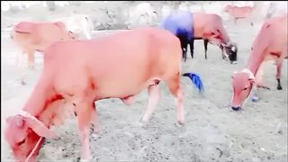 G kya Raat hote hue gay bail