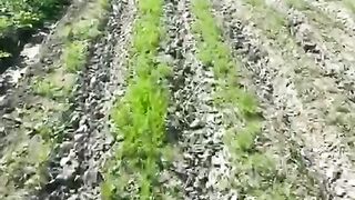 Carrot plant