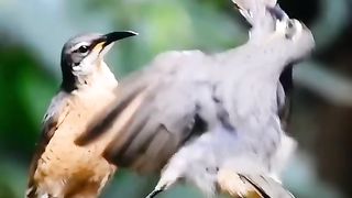 Birds_dance_enjoy