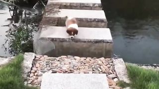Foolish dog