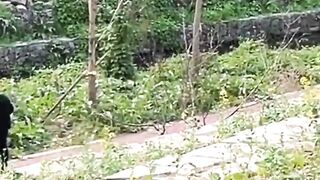Funny Dog 11