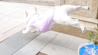 Rafale dog