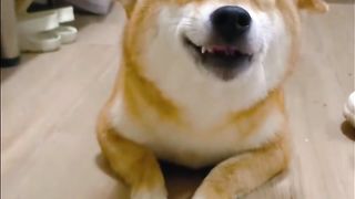 Smart Dog 2