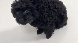 After a smart dog makes a mistake