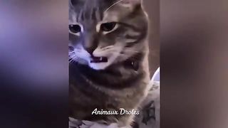 essayez de ne pas rire 2