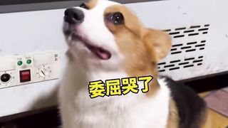 The dog is crying