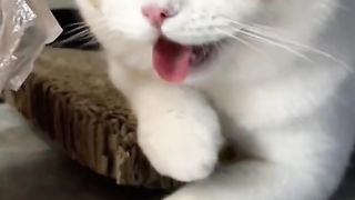 Cooling kitten