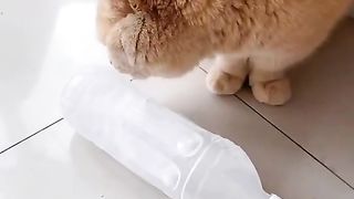 How  is it, little cat