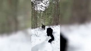 les chiens les plus dangereux au monde