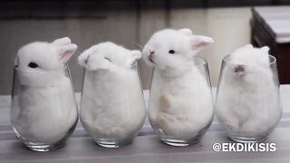 Cute rabbits 2