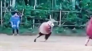 funny video of football wearing negligee