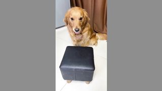 funny dog 17