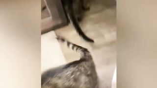 Funny animals - Funny cats and dogs -Funny animals videos trending Funny cats videos… 2