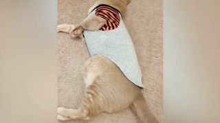 New Trending Funny Cats And Dogs Videos Funniest Cats And Dogs Videos Funniest Animals 2023 .... 5