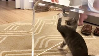 Funny animals - Funny cats and dogs -Funny animals videos trending Funny cats videos… 3