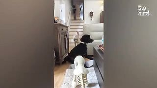 FUNNIEST Pet Fails! ???? ???? | Best Compilation 2023 2