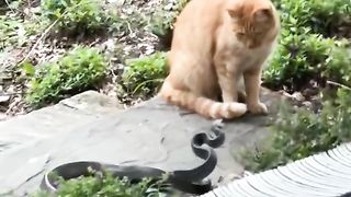 cat VS snake Funny