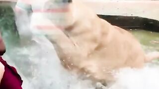 Lion Mau terkam manusia tapi apa yang terjadi