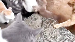 cat war fellow cat