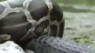 Snake eat aligator | Ular makan buaya
