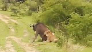 When the buffalo becomes a predator | Ketika kerbau jadi predator
