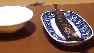Cat aiming at grilled fish