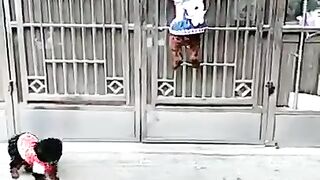 Dog opening the door