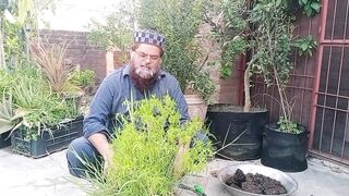 مرچ کے پودے پر زیادہ پھل لانے کا طریقہ