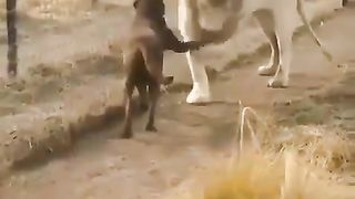 lion-hearted gentleman 2