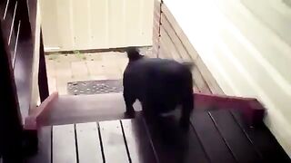 Dog coming up the stairs