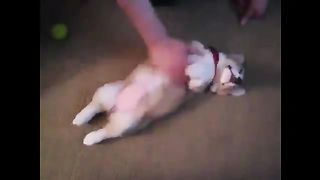 Dogs that don't wake up when you wake them up
