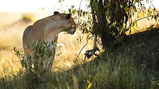 "Majestic Tigers of the Wild: A Visual Spectacle"