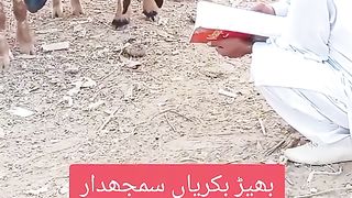 Sheep teaching