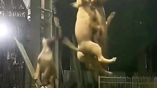 Dogs traning