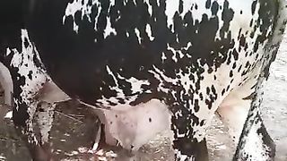 Beautiful bull 2