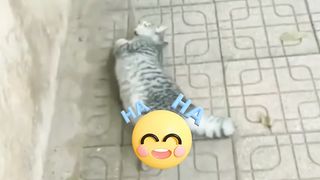 Cats make you laugh
