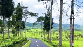 View mountai green