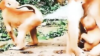 Monkeys also do dirty tricks.