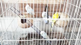 Lovely parrots