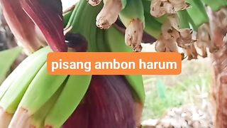 Pisang ambon harum