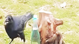 The crow is an intelligent animal