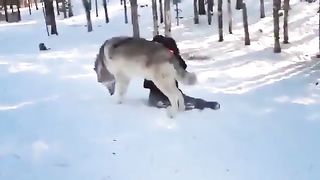 friendly wolf