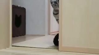 Luring Cat