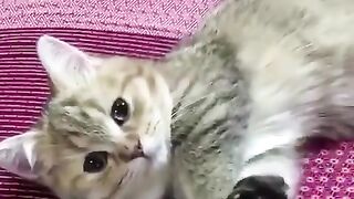 Cats that don't know what they are doing