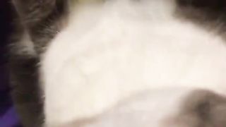 A cat that gets in the way