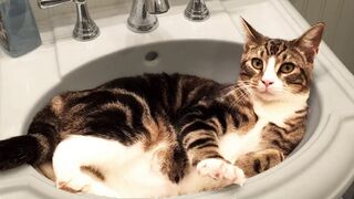 Funny Cats Compilation 6