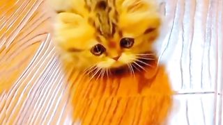 Baby Cat 2