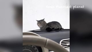 Best Funniest Animals Videos ???? - Funny Dogs And Cats Videos 2023???? 3
