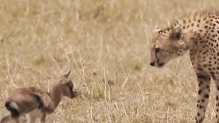 Tiger playing with baby deer