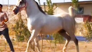 Horse racing 3